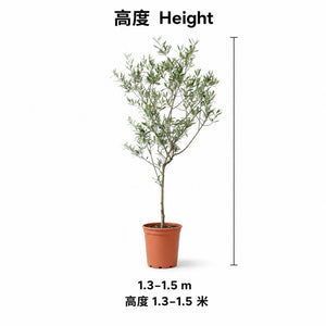Olive Tree — size