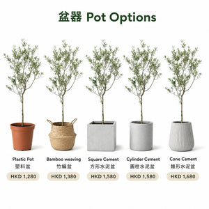 Olive Tree — pots