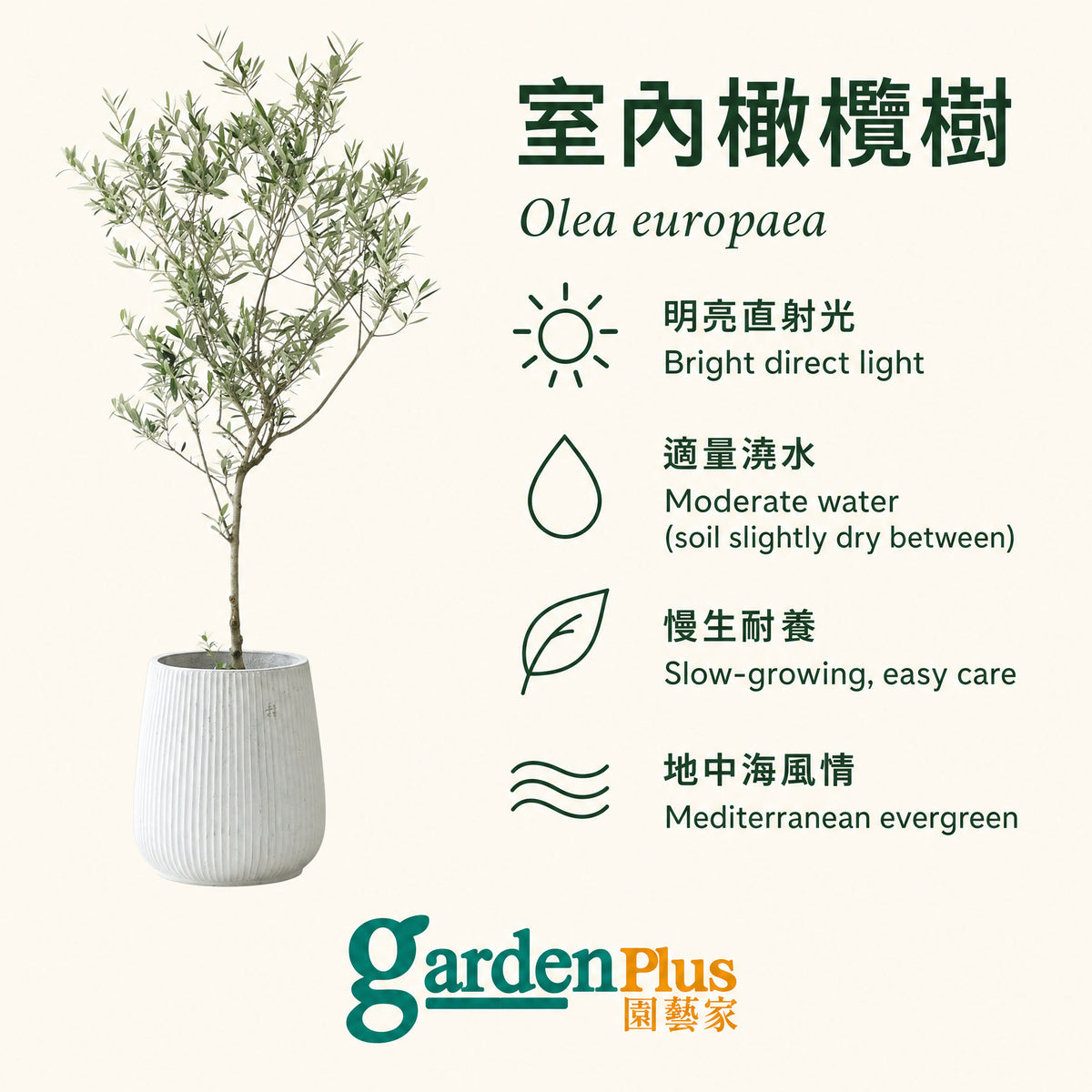Olive Tree — care