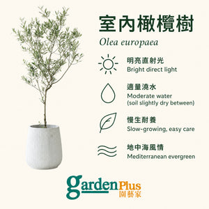 Olive Tree — care