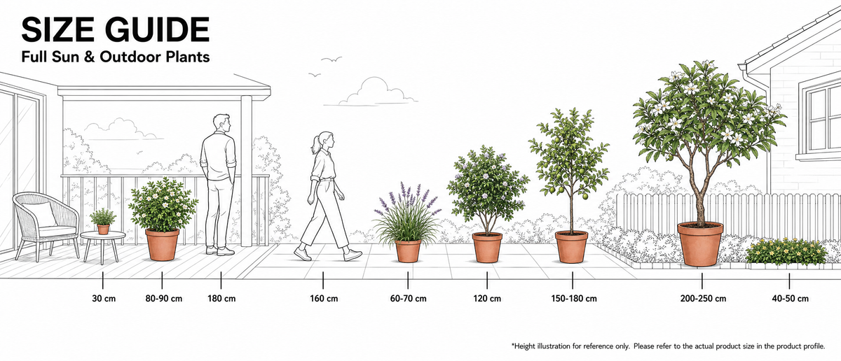 Outdoor sun-loving plants compared with people for scale