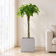 Braided money tree in a square cement planter beside a bright window