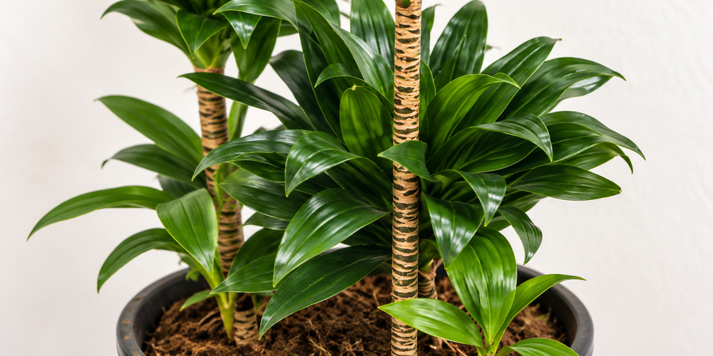 Dracaena Compacta