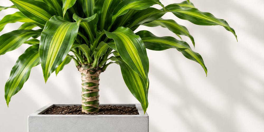 Corn Plant (Dracaena Fragrans)