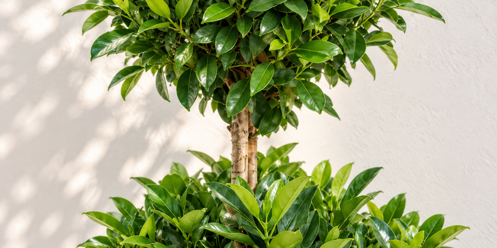 Fagraea ceilanica (2-level-style)
