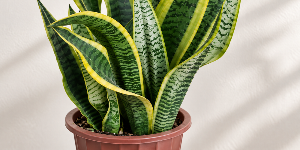 Snake Plant