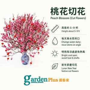 Peach Blossom Cut Flowers — care