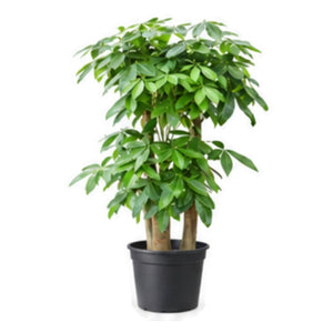 Indoor money tree in a plastic pot