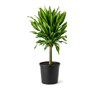 Corn plant in a plastic pot planter