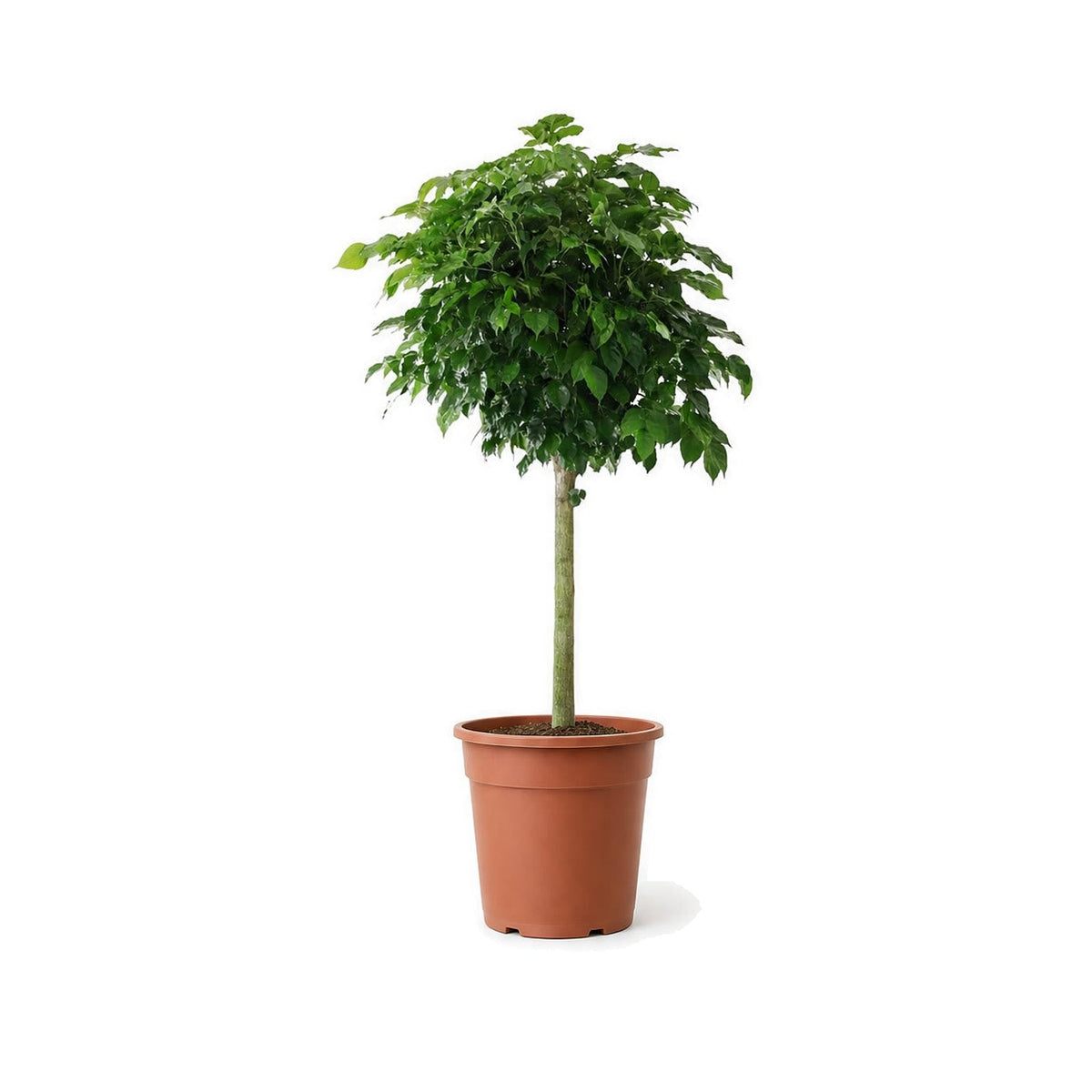 Happiness tree in a plastic pot
