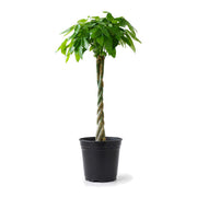 Twisted-stem money tree in a plastic pot planter