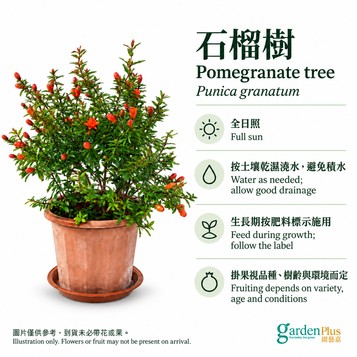 石榴樹養護：全日照、按土壤乾濕澆水；Pomegranate care and seasonal flowering/fruiting expectations.