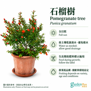 石榴樹養護：全日照、按土壤乾濕澆水；Pomegranate care and seasonal flowering/fruiting expectations.