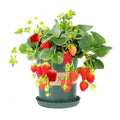 Potted Strawberry — main
