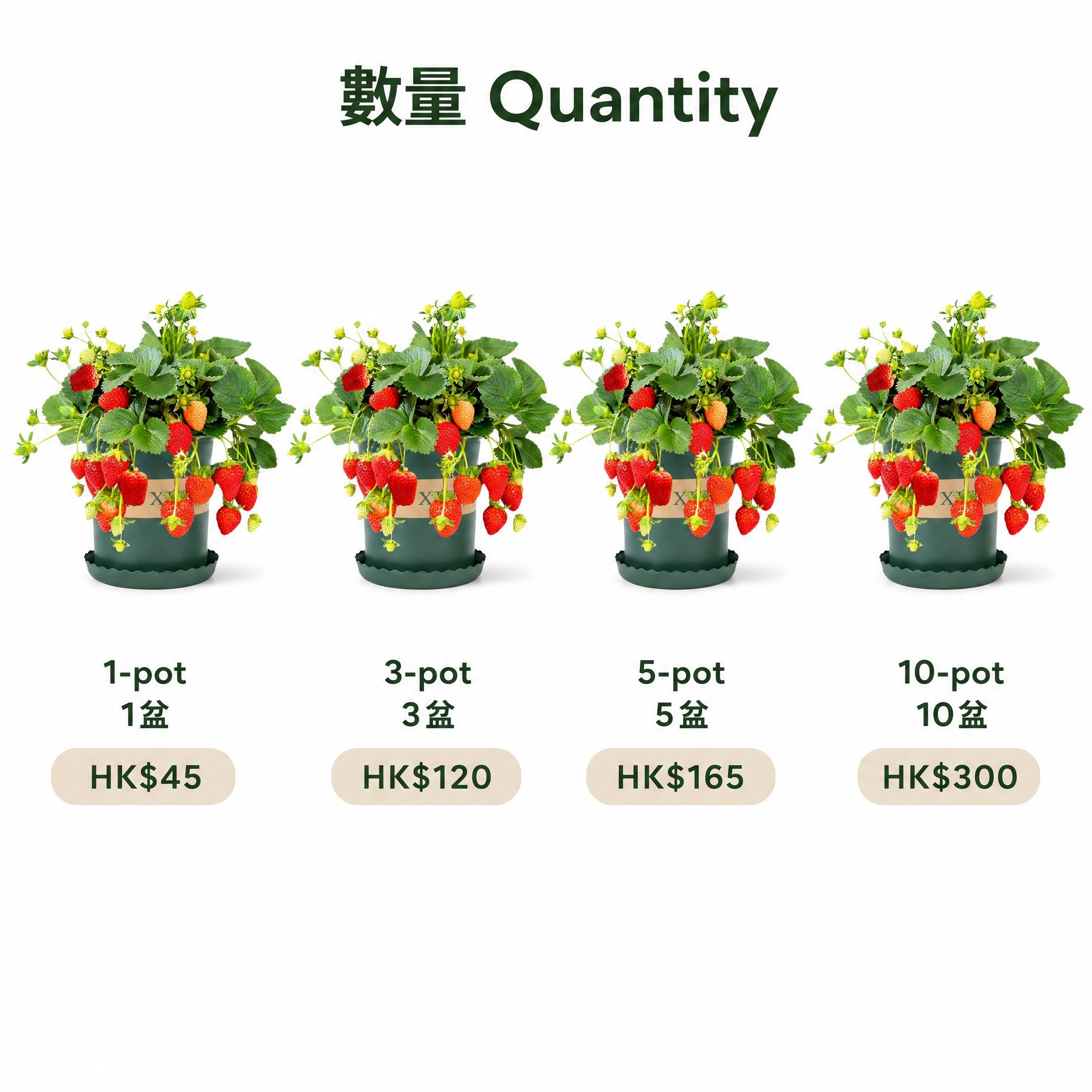 Potted Strawberry — pots/quantity