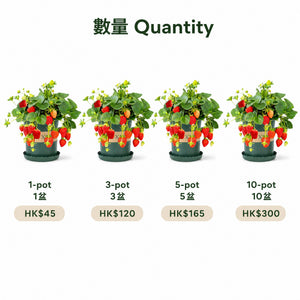Potted Strawberry — pots/quantity