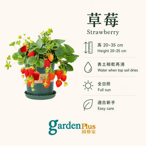 Potted Strawberry — care