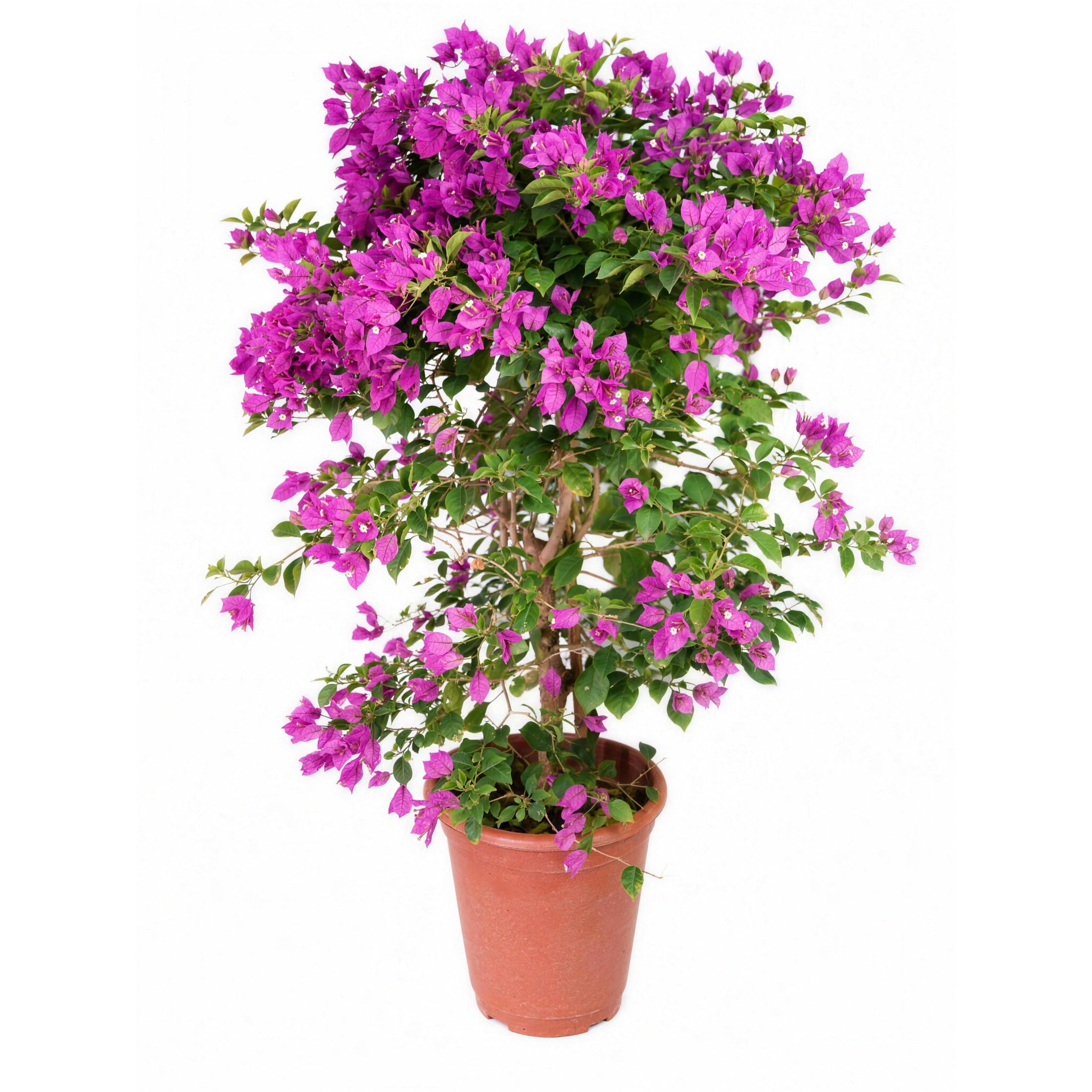 Purple Bougainvillea — main
