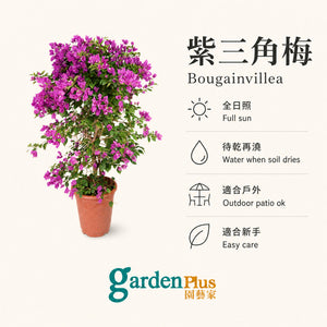 Purple Bougainvillea — care