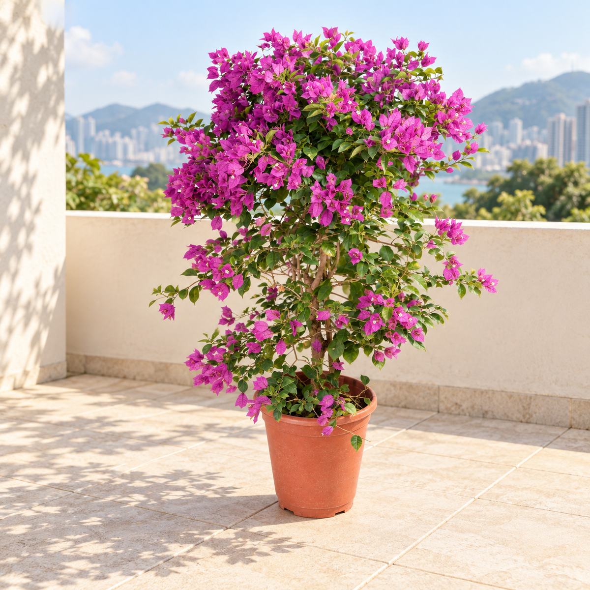 Purple Bougainvillea on a sunny terrace