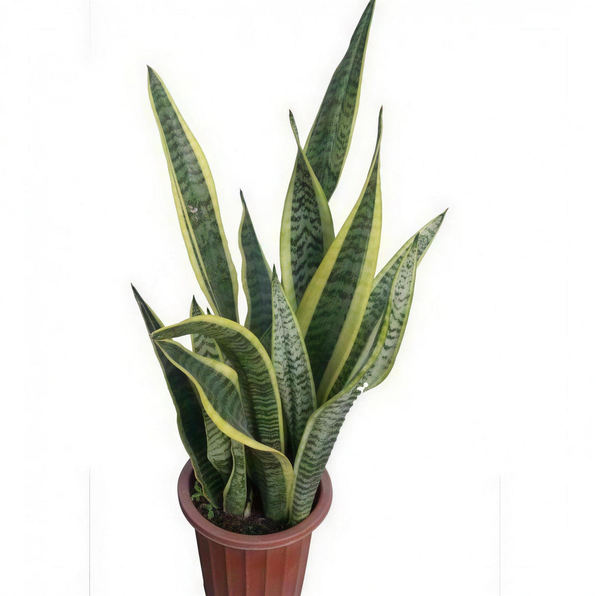 Snake Plant — main