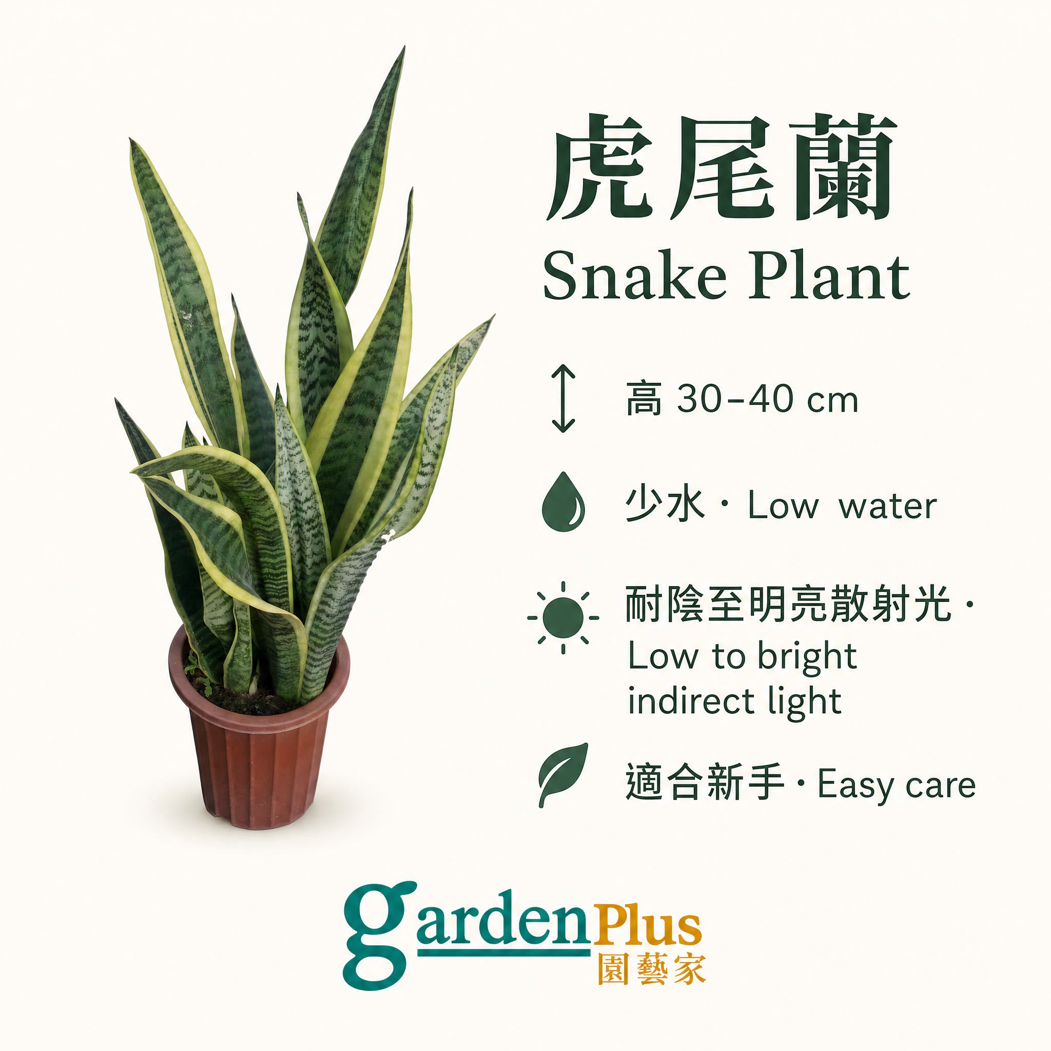 Snake Plant — care
