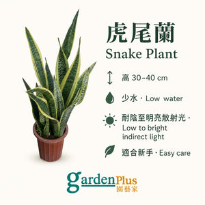 Snake Plant — care
