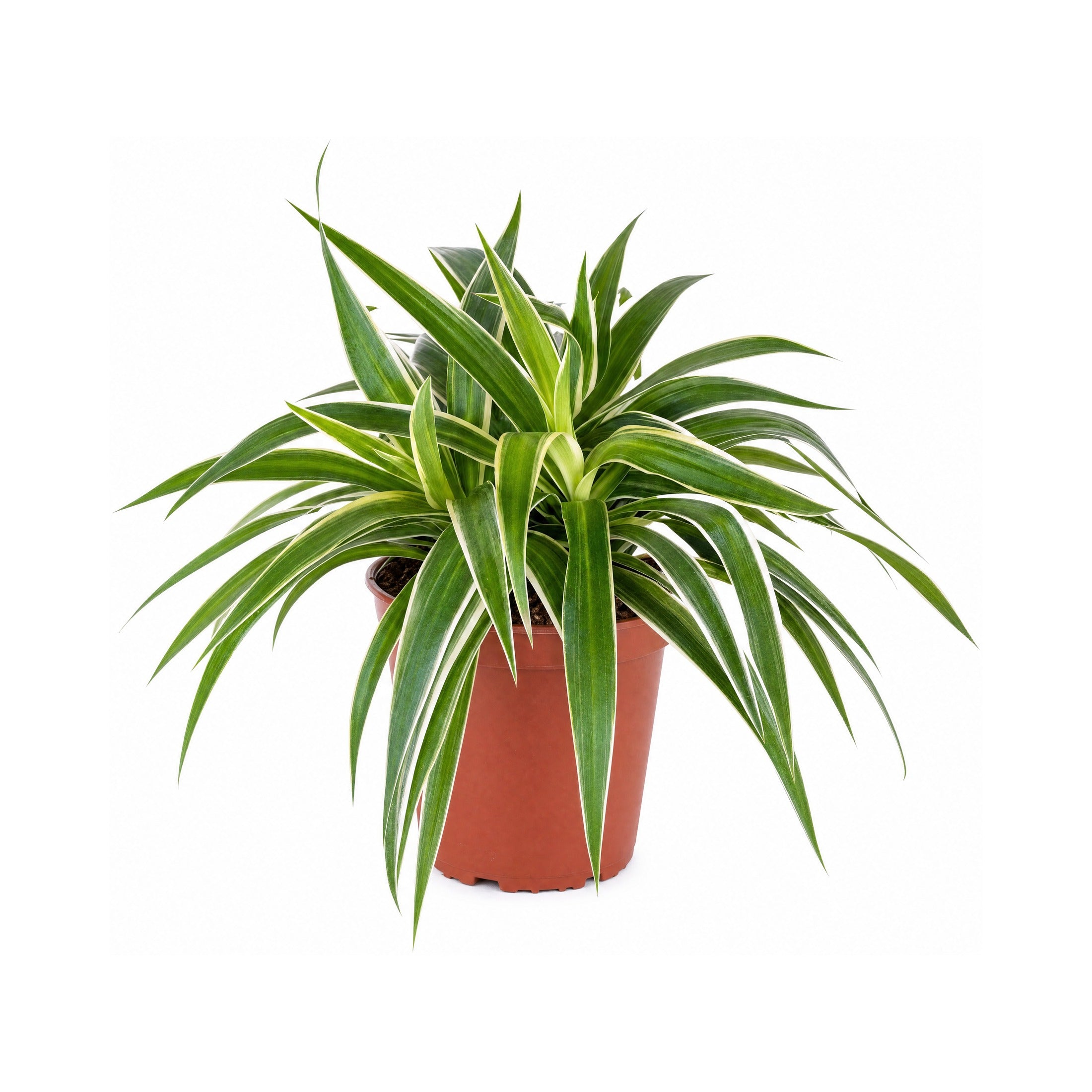 Spider Plant — main