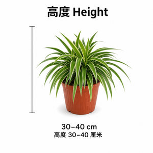 Spider Plant — size