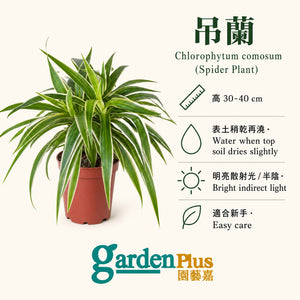 Spider Plant — care