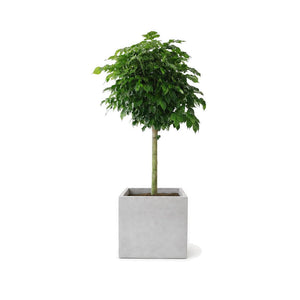 Happiness tree in a square cement planter