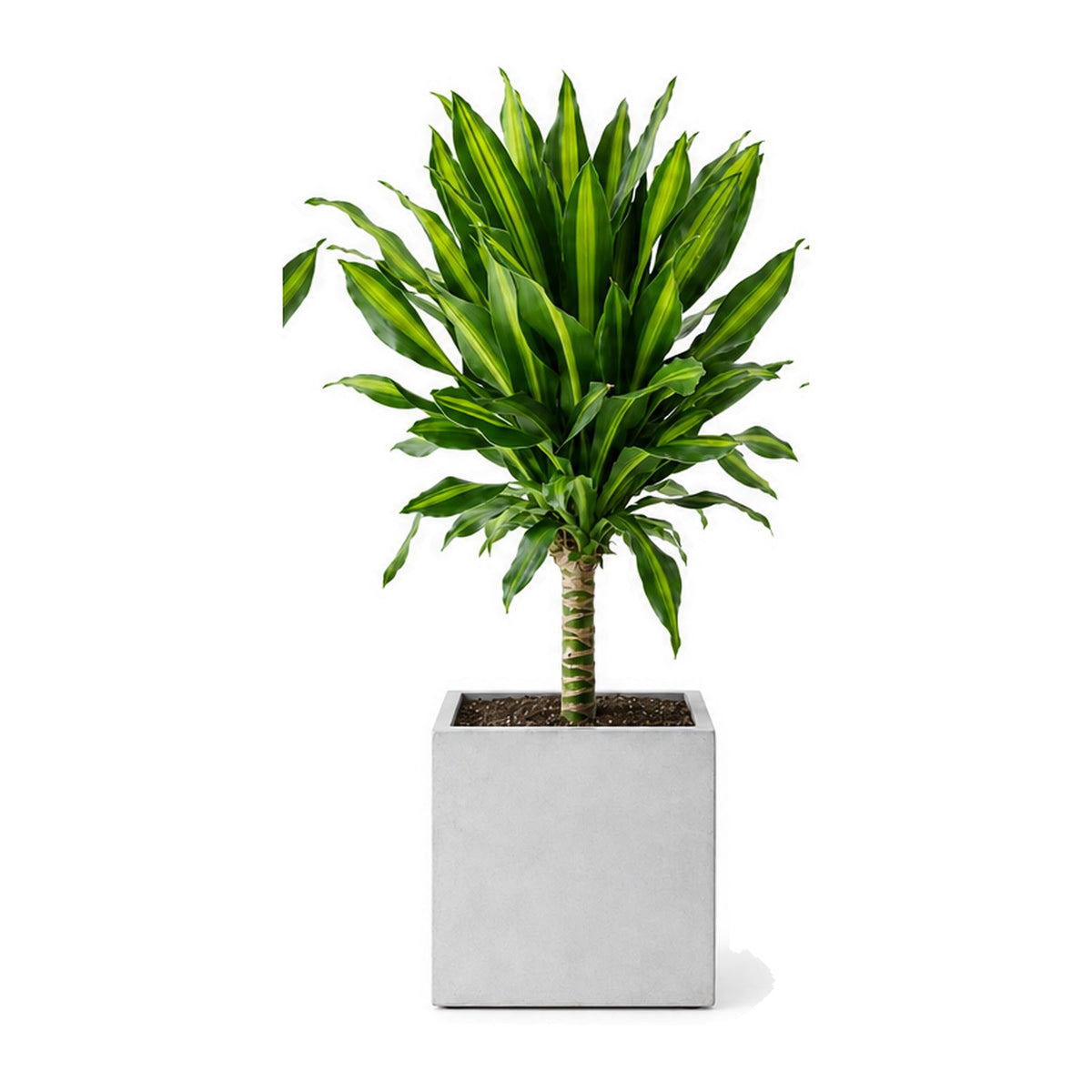 Corn plant in a square cement planter