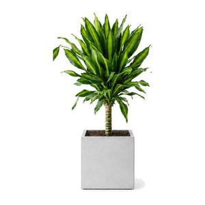Corn plant in a square cement planter