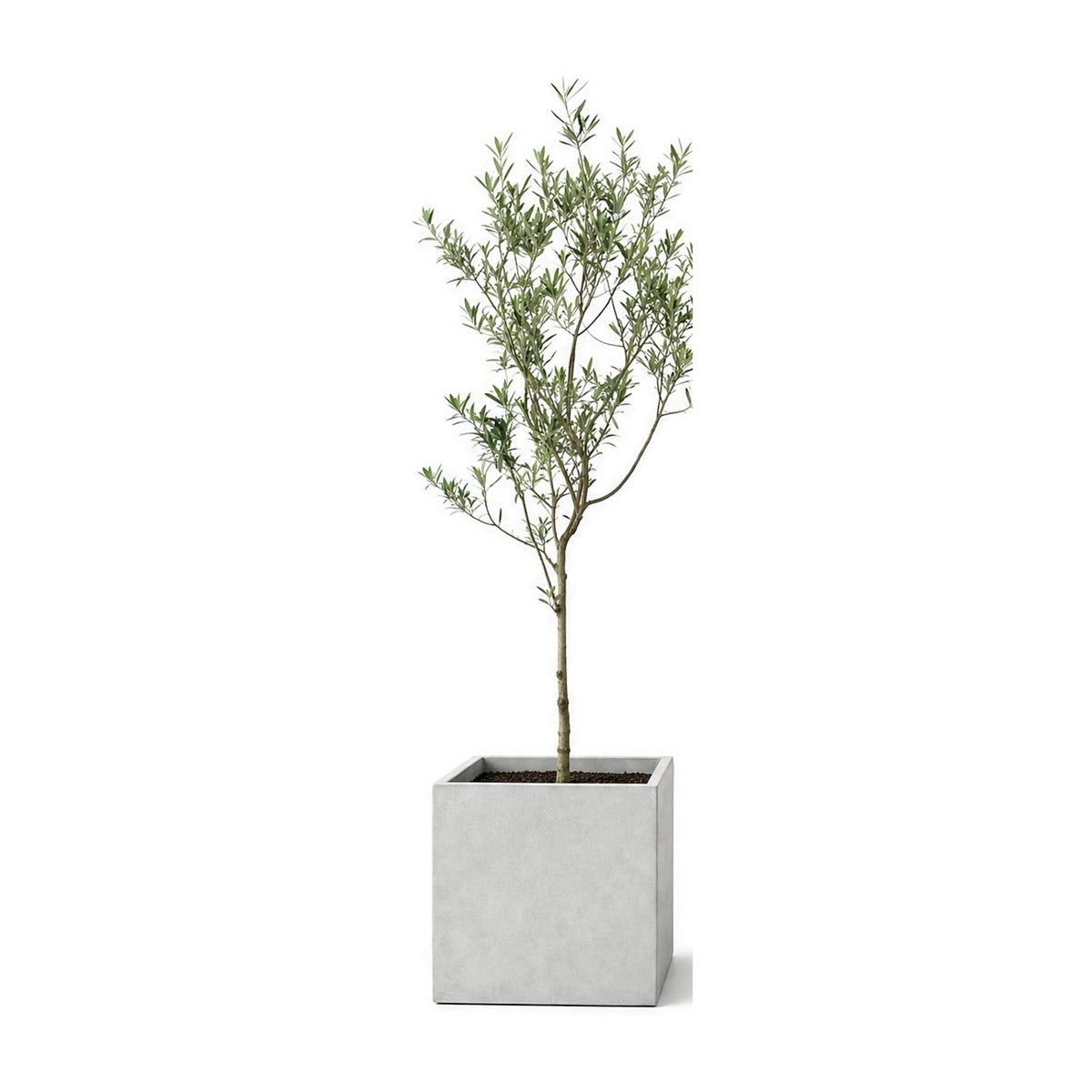 Indoor olive tree planted in a square cement planter