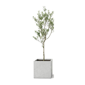 Indoor olive tree planted in a square cement planter