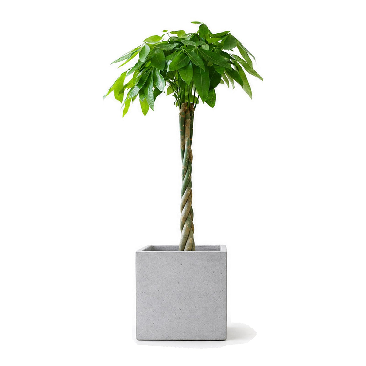 Twisted-stem money tree in a square cement planter