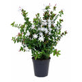 Star Jasmine — main