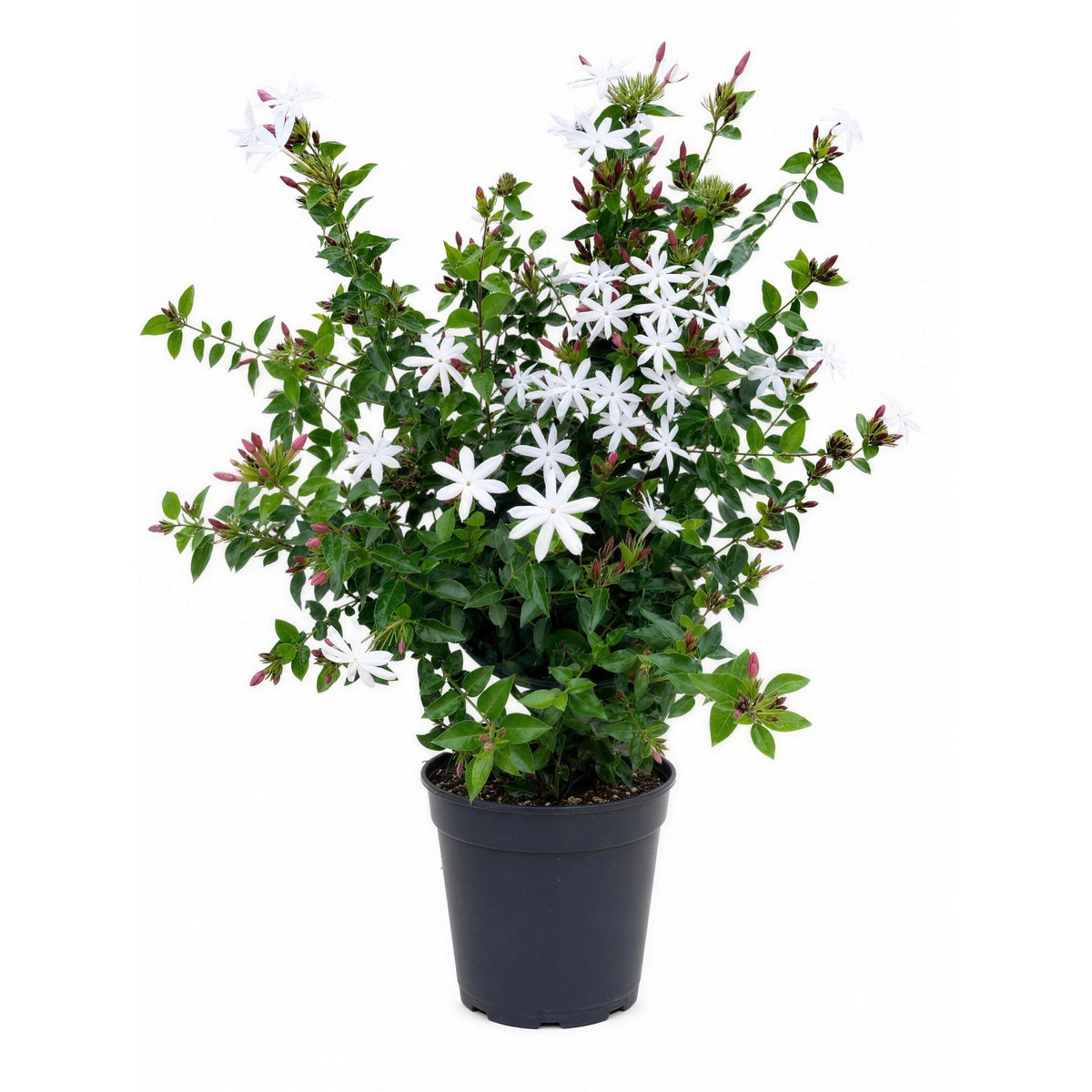 Star Jasmine — main