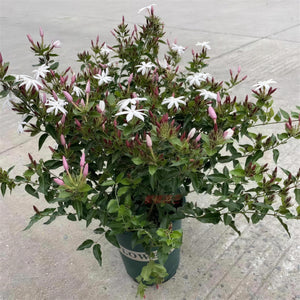 Star Jasmine — lifestyle