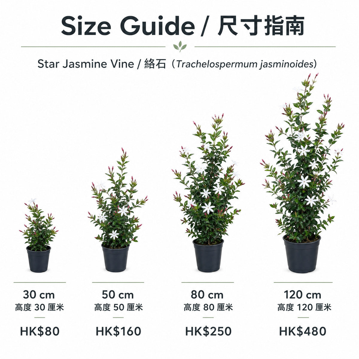 Star Jasmine — size