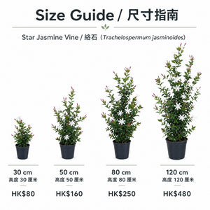 Star Jasmine — size
