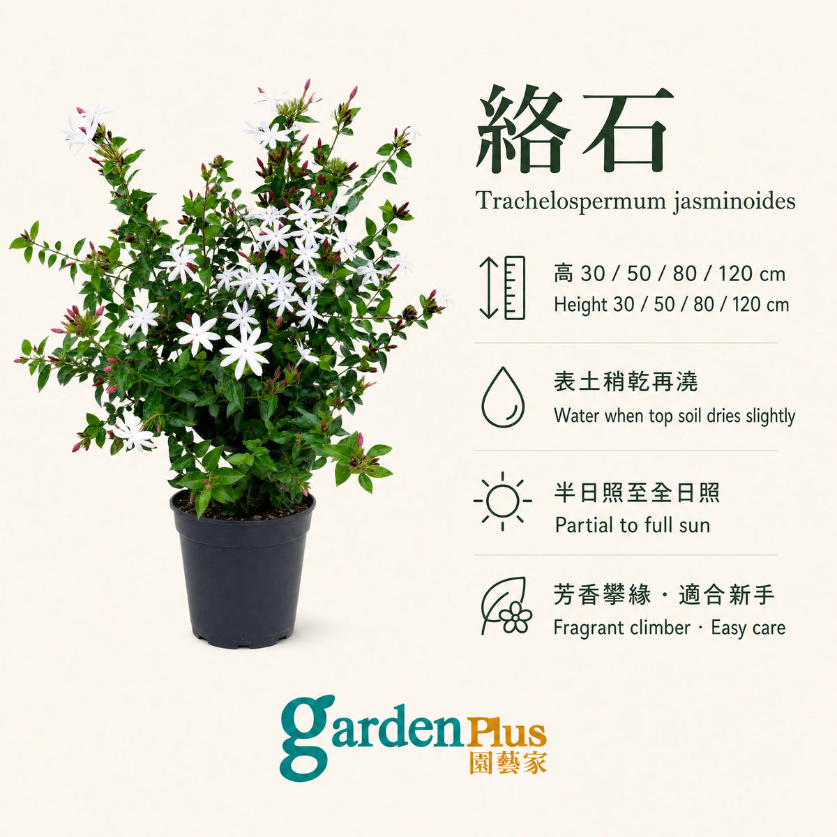 Star Jasmine — care