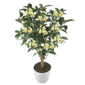 Four-season Sweet Osmanthus — main