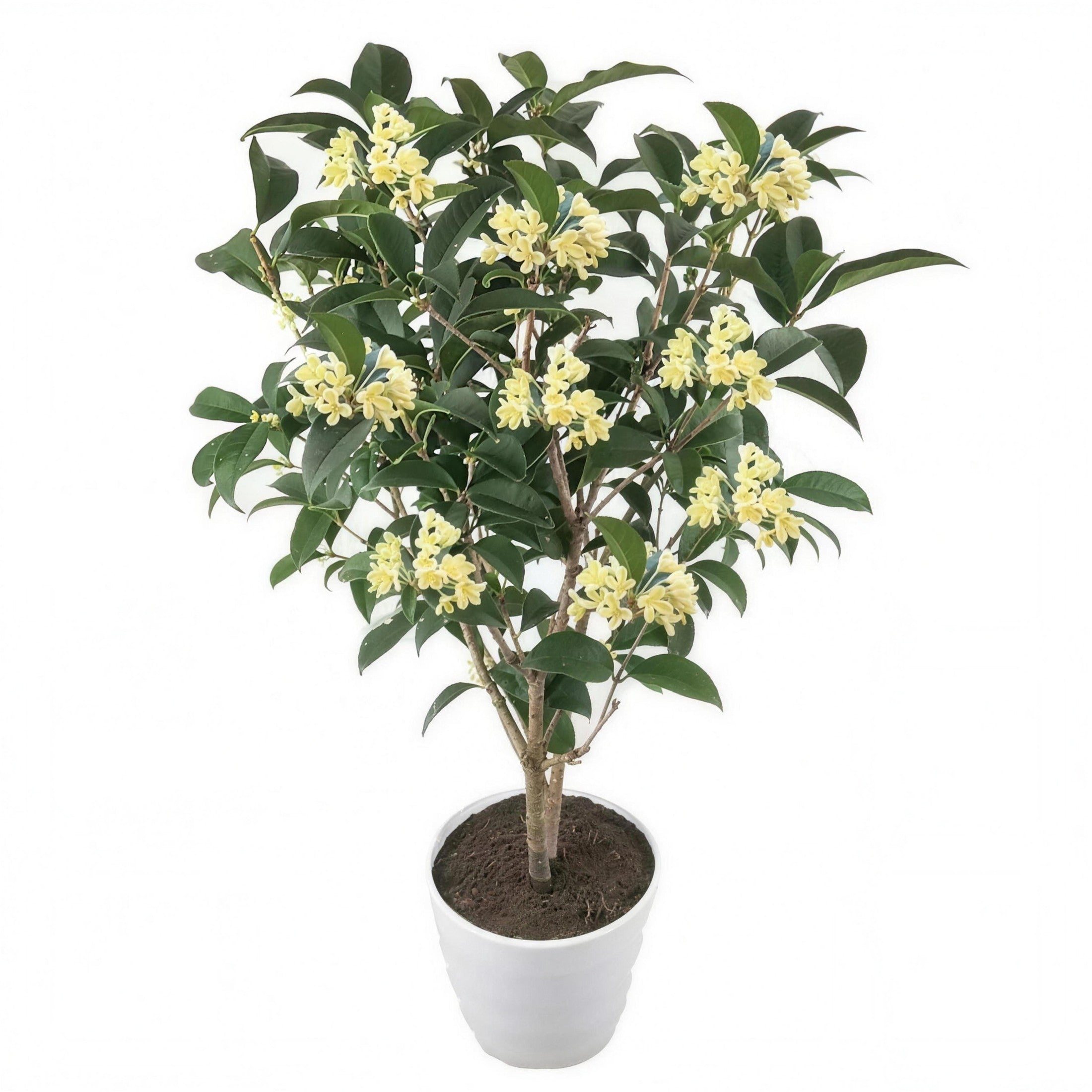 Four-season Sweet Osmanthus — main
