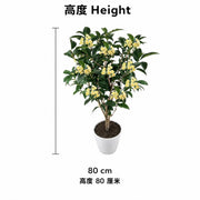 Four-season Sweet Osmanthus — size
