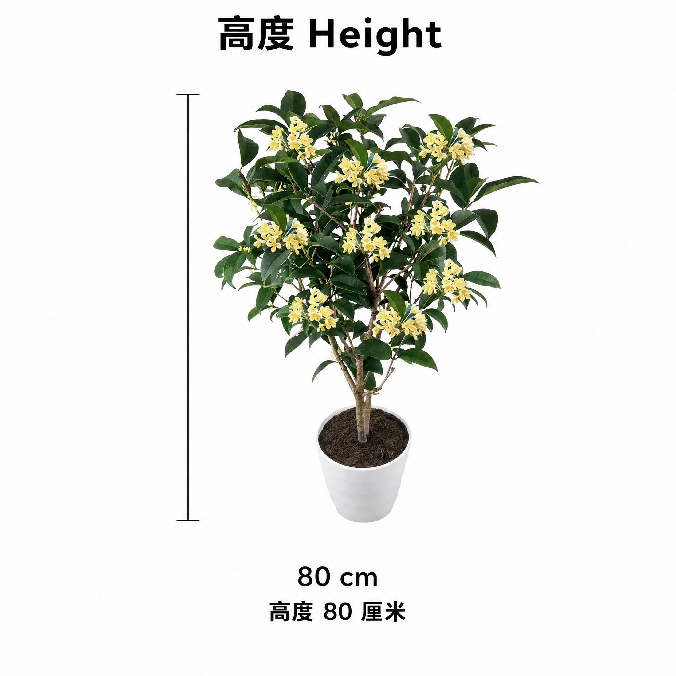 Four-season Sweet Osmanthus — size