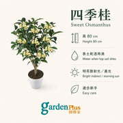 Four-season Sweet Osmanthus — care