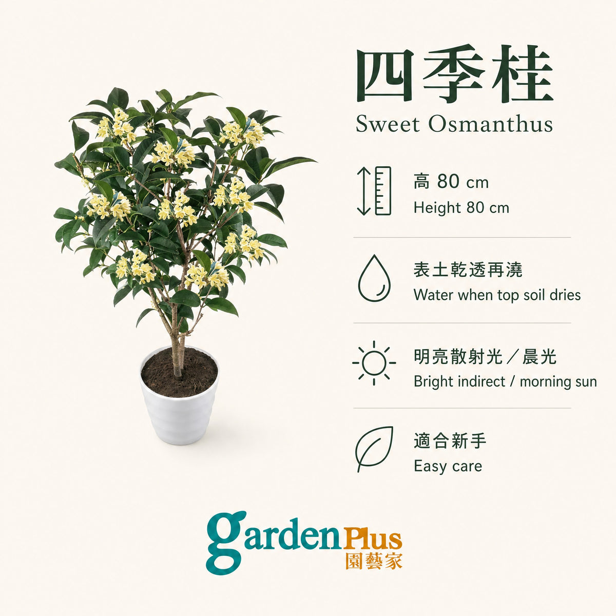 Four-season Sweet Osmanthus — care