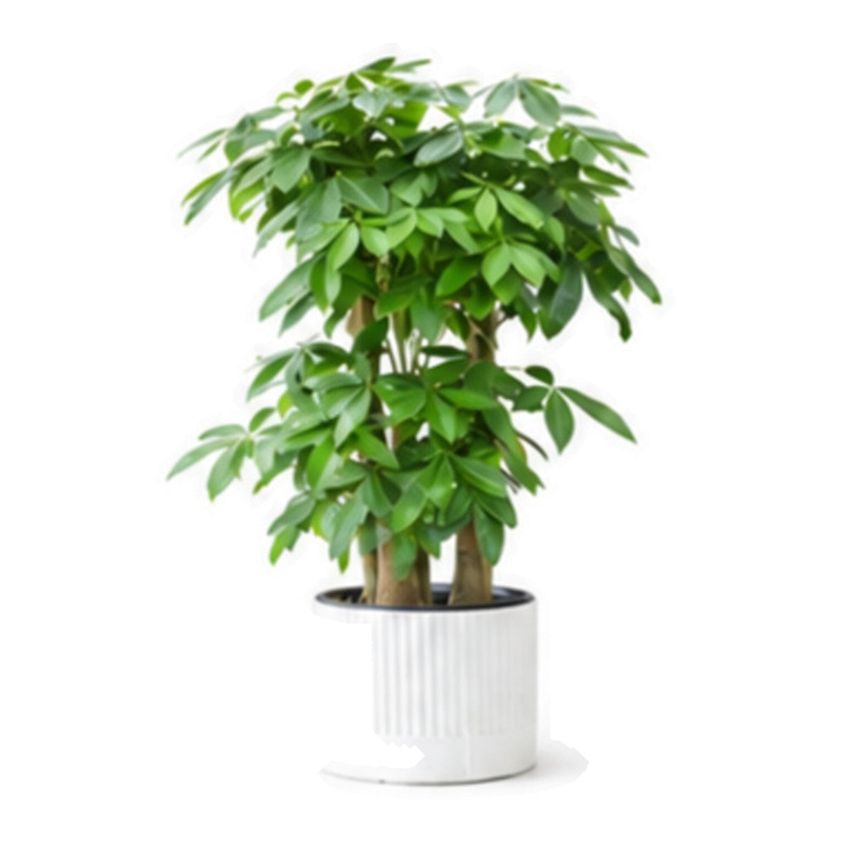 Indoor money tree in a white fluted planter