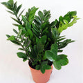 ZZ Plant — main
